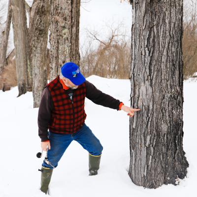 A farmer points to where he will tap a maple tree for the sap.