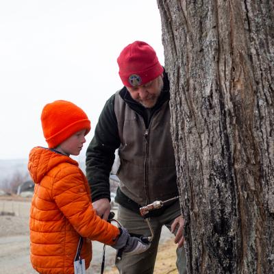 A child helps with tapping a maple tree.