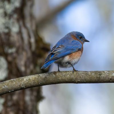 Male eastern bluebird perched