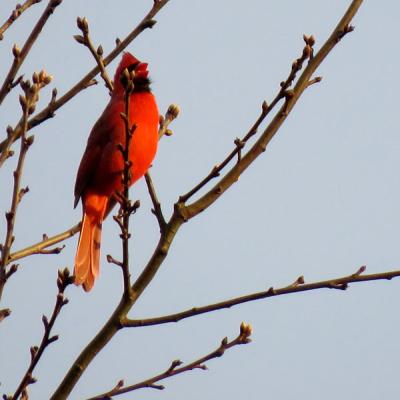 A cardinal on a branch.