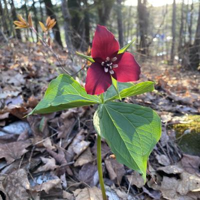 Red trillium blooms in the forest.