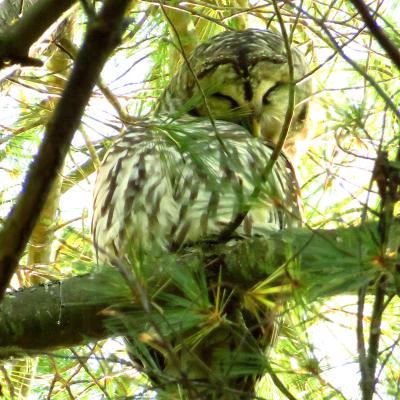 A barred owl on a tree branch.