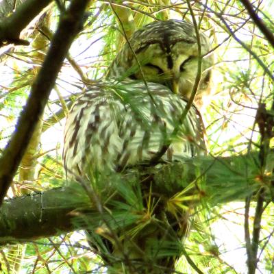 A barred owl on a tree branch.