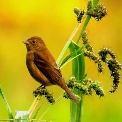 A goldfinch sits on a plant in autumn.