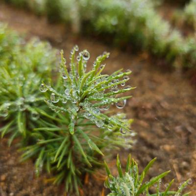Douglas fir seedlings on a rainy day.