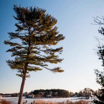 A tall tree along the bank of Sagamore Creek