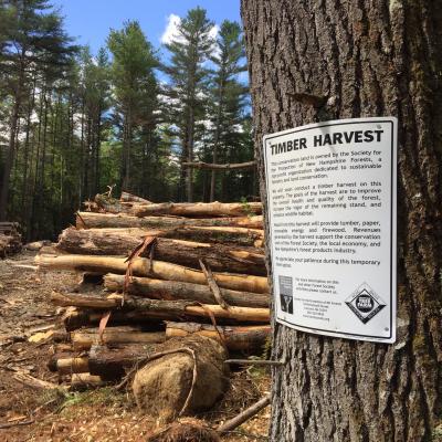 Timber Harvest