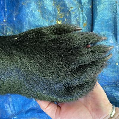 A tranquilized bear's paw 