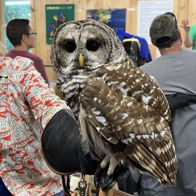 George the Barred Owl