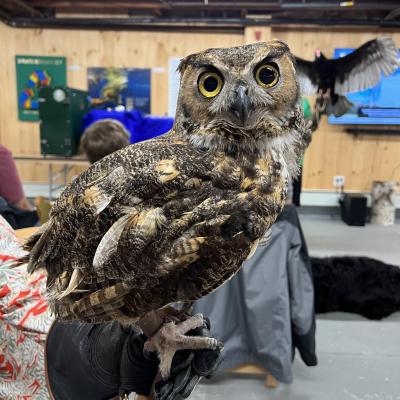 Henry the Great Horned Owl