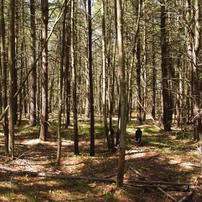 Dog in the trail in the woods at Champlin Forest in Rochester