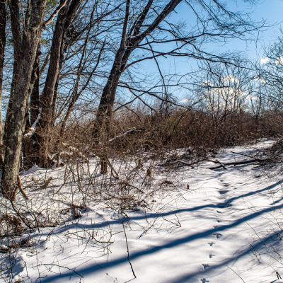 Animal tracks in the snow at the newly protected property in Champlin Forest.