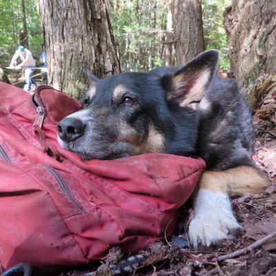 Dog rests on the side of a trail