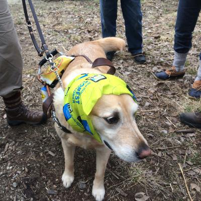 Service dog wearing a buff to stay cool and keep the bugs off for spring hikes.
