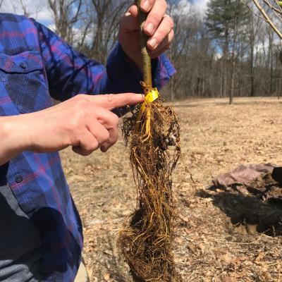 Carrie Deegan points out the root collar where we will set the depth of the tree.