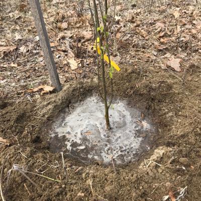A watering tub around the newly planted tree.