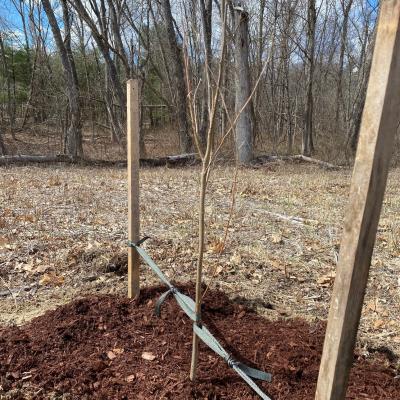 The resulting finishing planting.