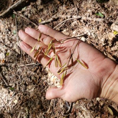 A hand holding ash seeds.