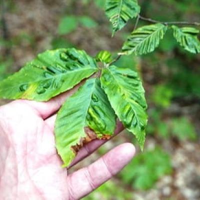 A white hand holds the puckering leaves.