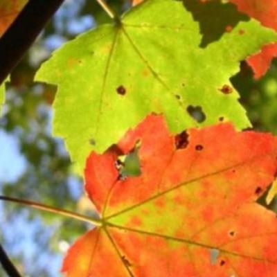 Looking up at blue sky through fall maple leaves