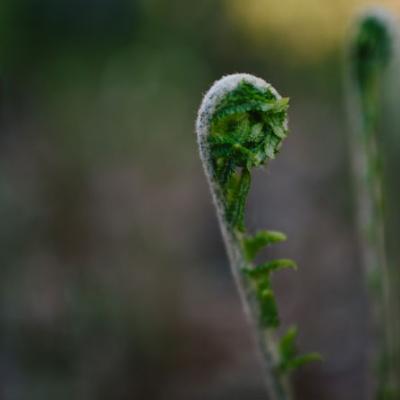 All ferns begin the growing season as fiddleheads, but the only one species – the ostrich fern (not shown here) is the edible variety treasured by some New Englanders.