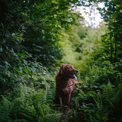 A golden retriever stands in a fern-lined trail at Cockermouth Forest in Groton, NH