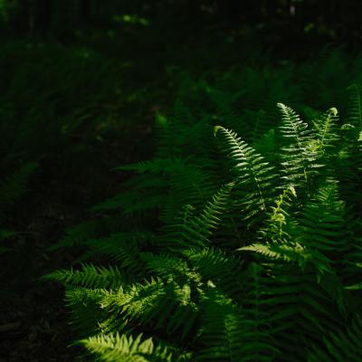 Sunlight in the forest highlights fern fronds on the side of a trail.