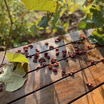 discarded grape skins litter front porch deck