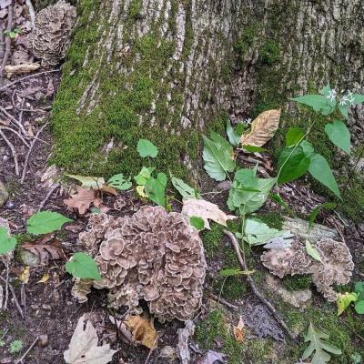 Hen of Woods Mushrooms at base of oak tree