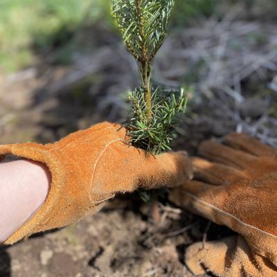 Two gardening gloved-hands help plant a seedling.