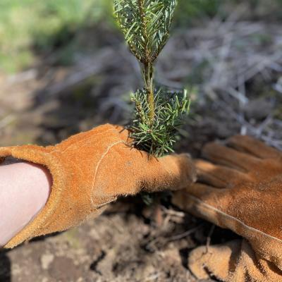 Two gardening gloved-hands help plant a seedling.