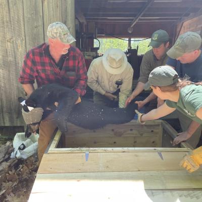 People lower a tranquilized bear into a wooden crate for transport
