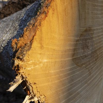 Growth rings and saw marks on a hardwood log butt in late afternoon sunlight at active winter timber harvest