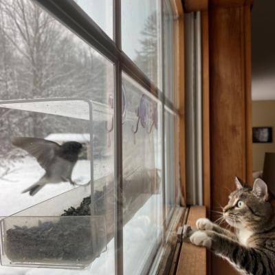 Cat at window-mounted sunflower feeder watching birds outside