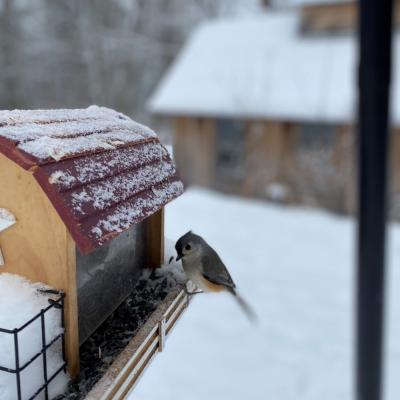 A grau tufted titmouse perched on a brown and red-roofed barn replica tray-style sunflower seed feeder