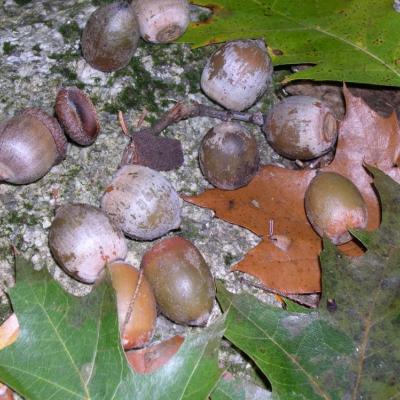 A collection of brown, red oak acorns and red oak leaves on a granite background