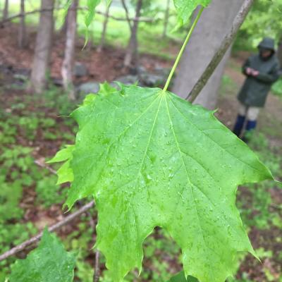 Norway Maple leaves, Creek Farm. Photo DA