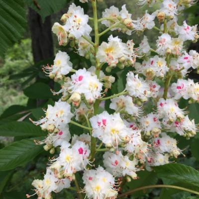 Horse chestnut blossoms at Creek Farm. Photo DA