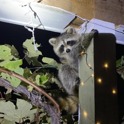 A raccoon posed for closeup photos