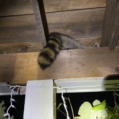 raccoon tail protruding from porch rafters