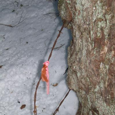 Barbed wire through a red maple tree