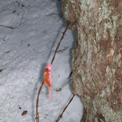 Barbed wire through a red maple tree