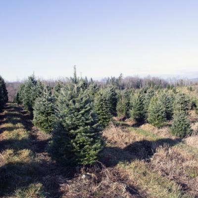 Christmas trees in neat rows at The Rocks. 