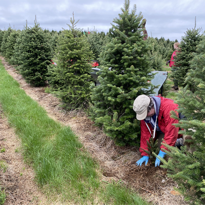 Volunteers plant trees at The Rocks.