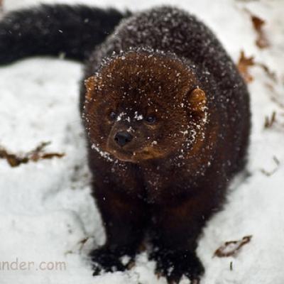 Fisher by ForestWander.com