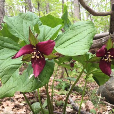 Red trillium in bloom.