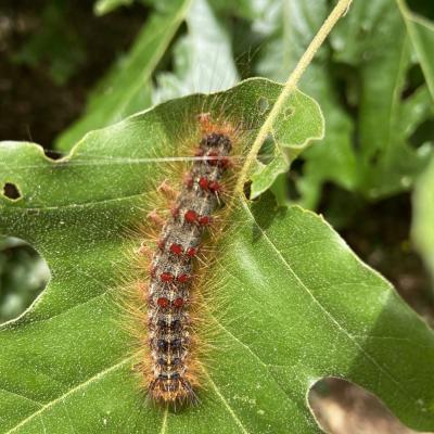 A spongy moth on a leaf.