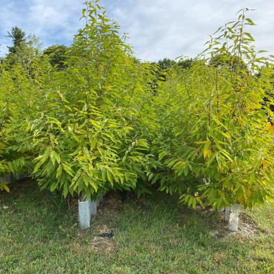 The growing chestnut trees at the orchard.