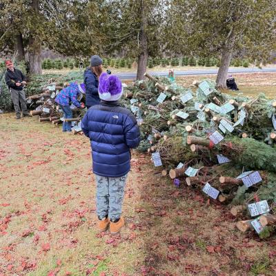 Students survey the stacked fir trees.