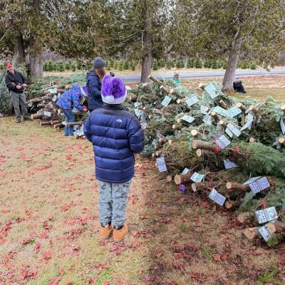 Students survey the stacked fir trees.